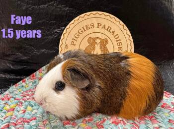 Rescue Short Haired Guinea Pigs for Adoption in Red Oak, Iowa - Faye | PetCurious